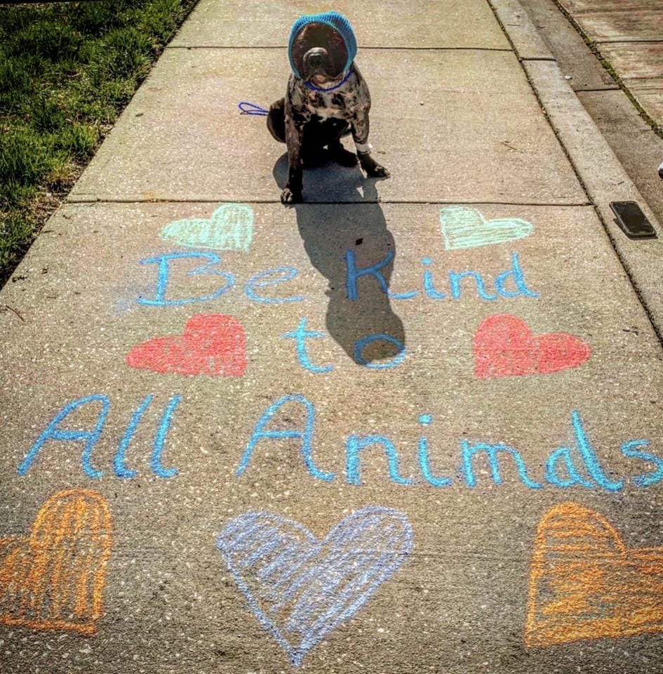 scooter the dog with a chalk drawing