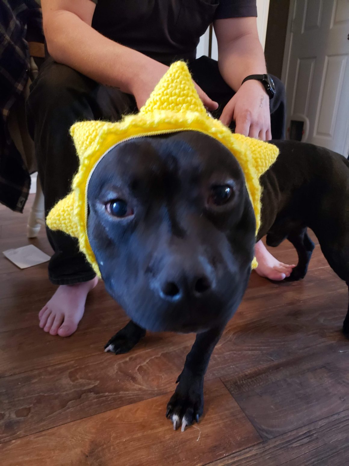 scooter the dog with a star hat