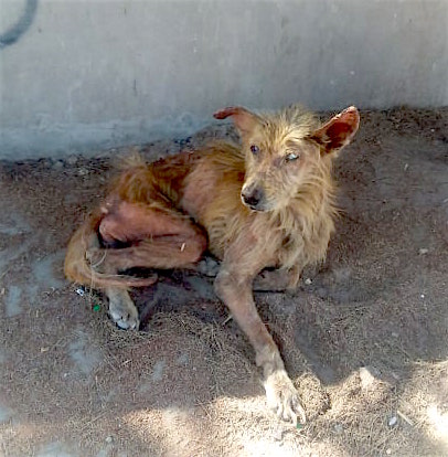stray and neglected dog on street