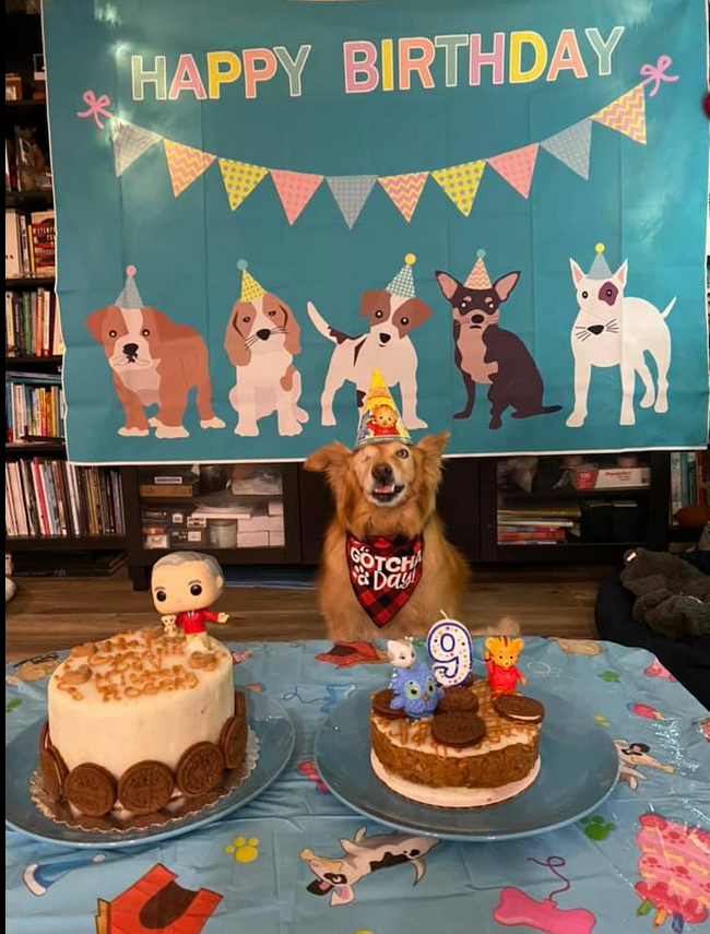 golden haired dog at birthday party