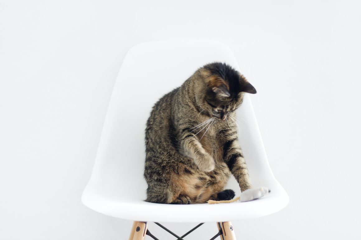 cat in white chair playing with toy