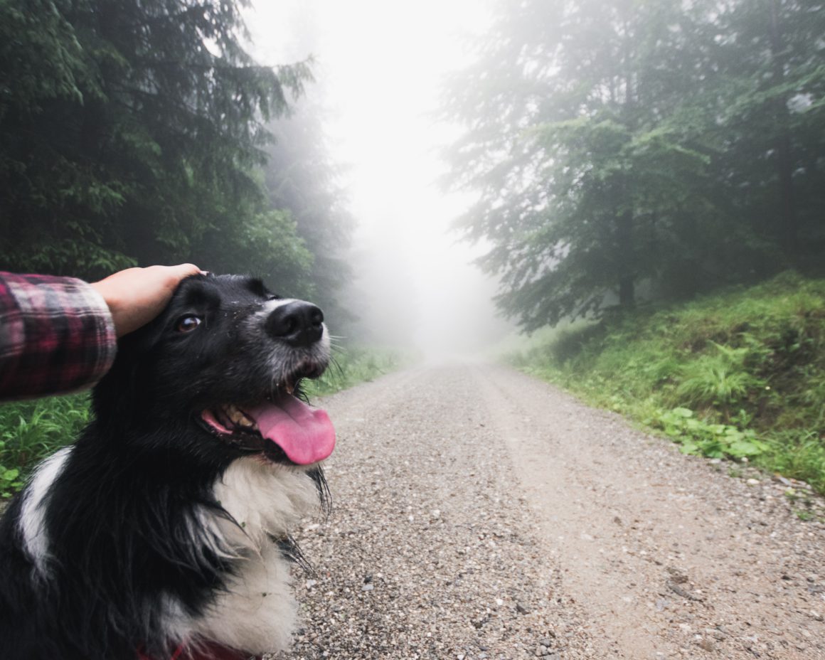 dog in front of foggy road