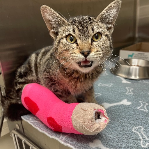 cat with pink cast