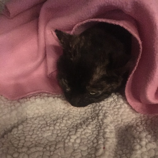 black cat under blankets