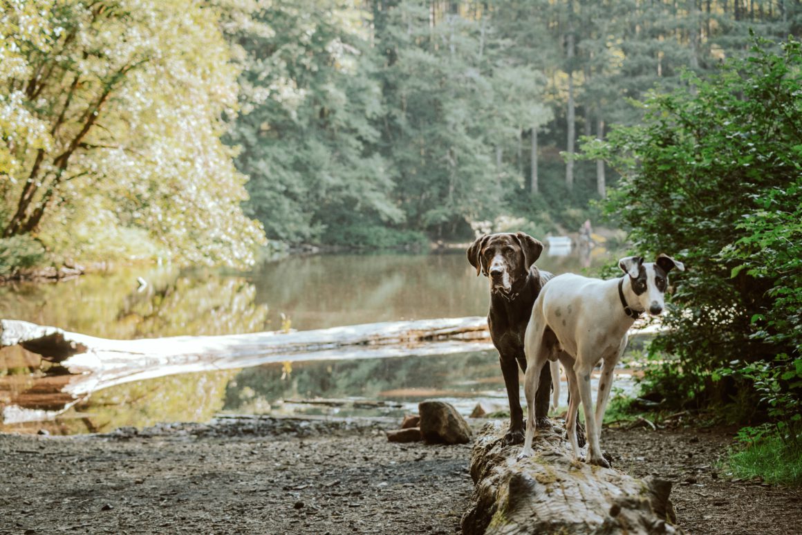 two dogs on bank of a river