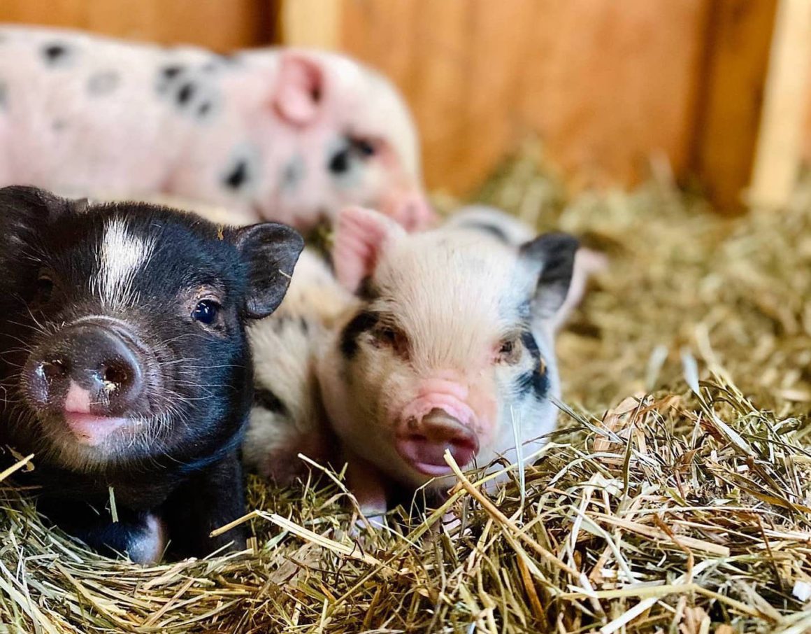baby pigs in hay