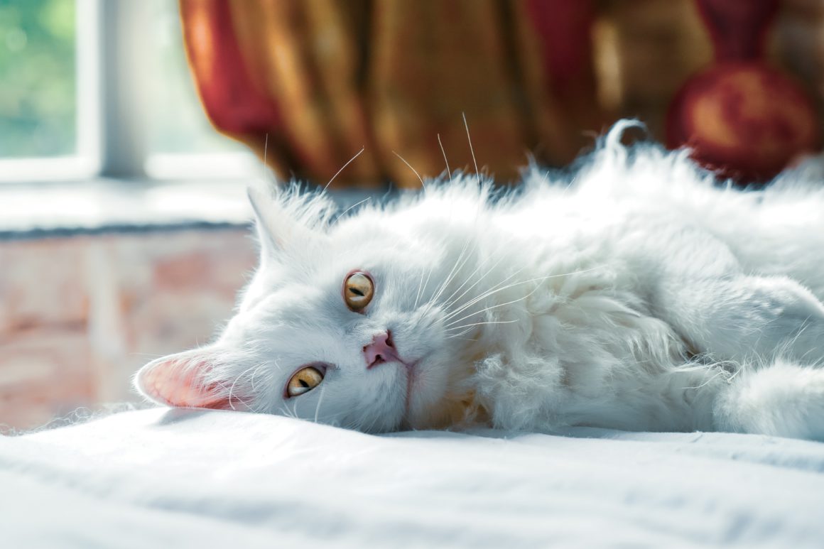 white long-haired cat on bed