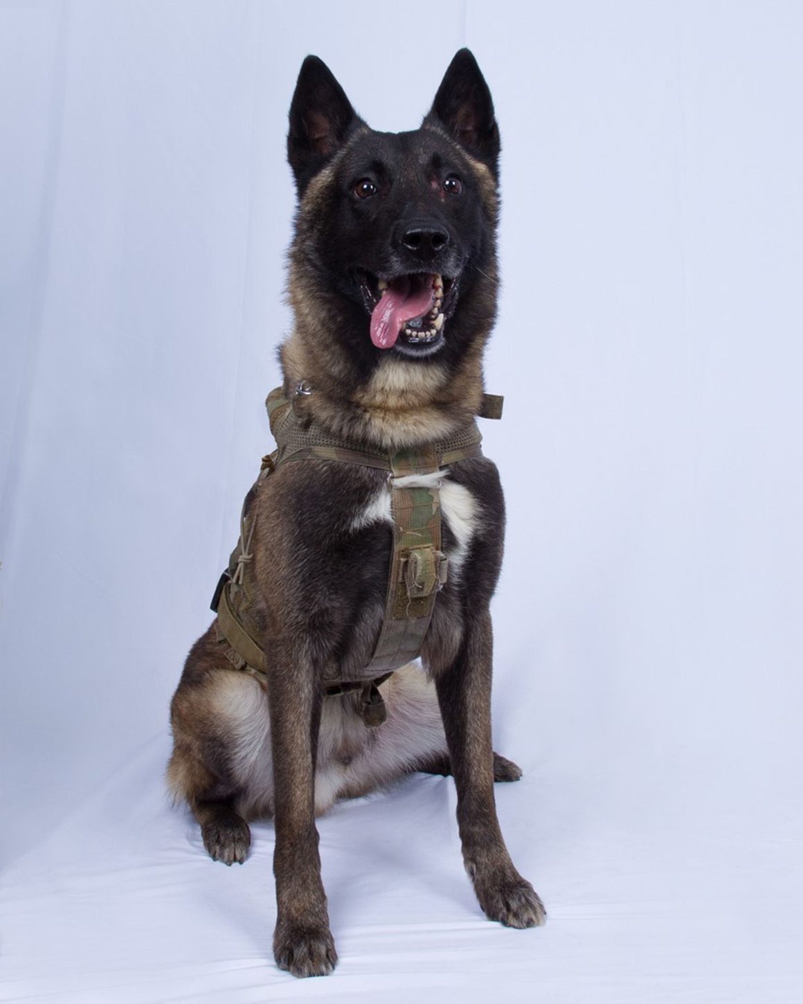 conan the military dog