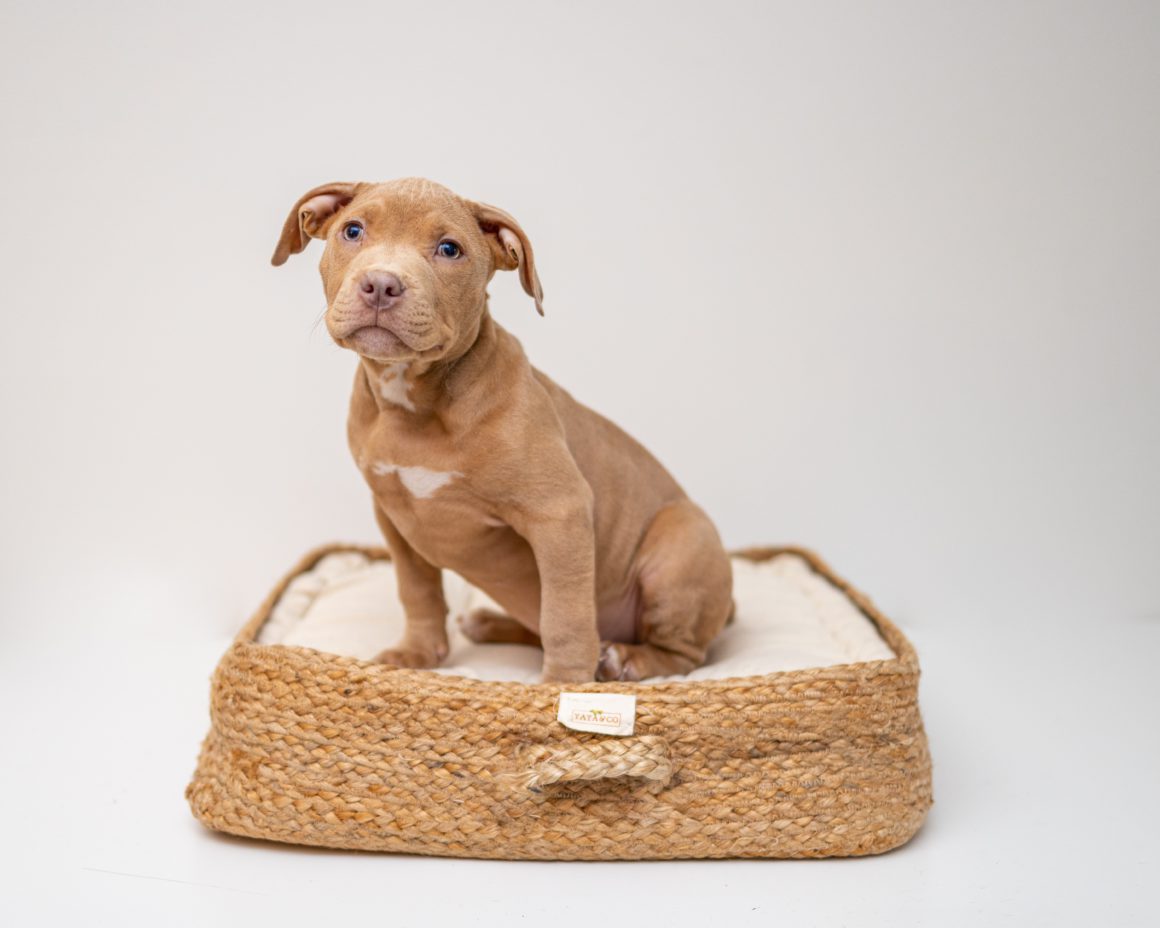 puppy on dog bed