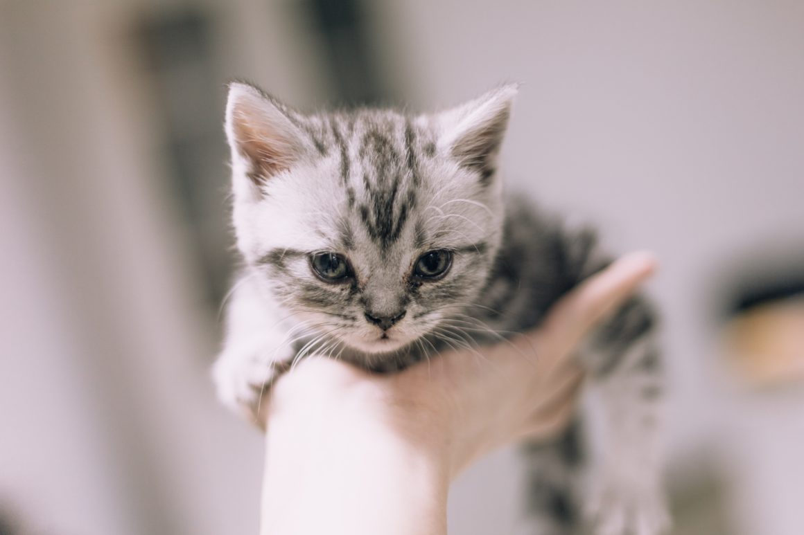 big headed kitten held in one hand