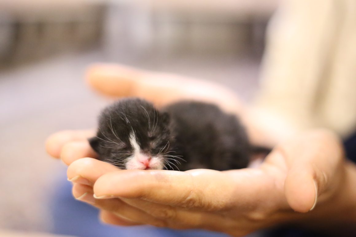 neotal kitten in hands
