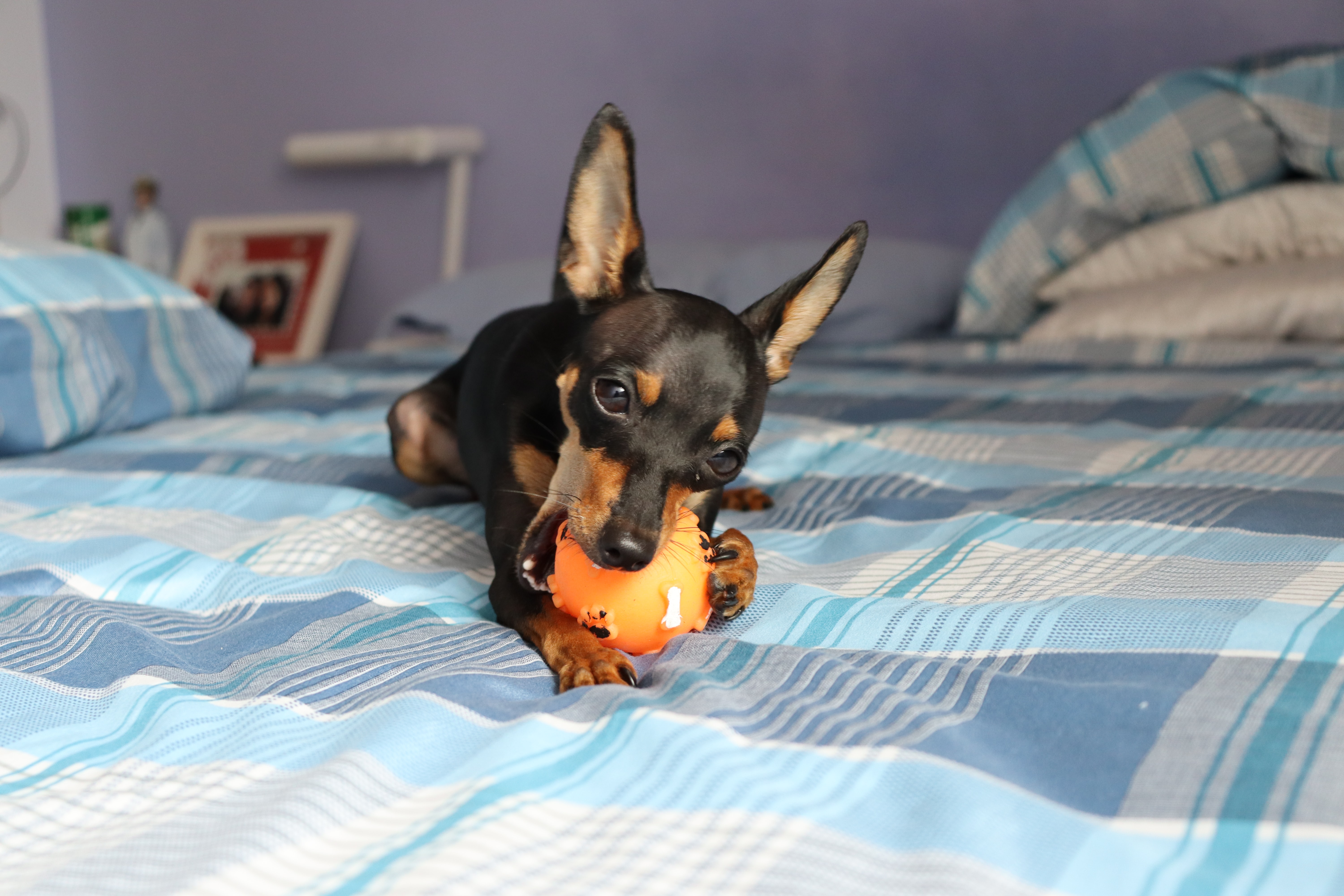 mini doberman with toy