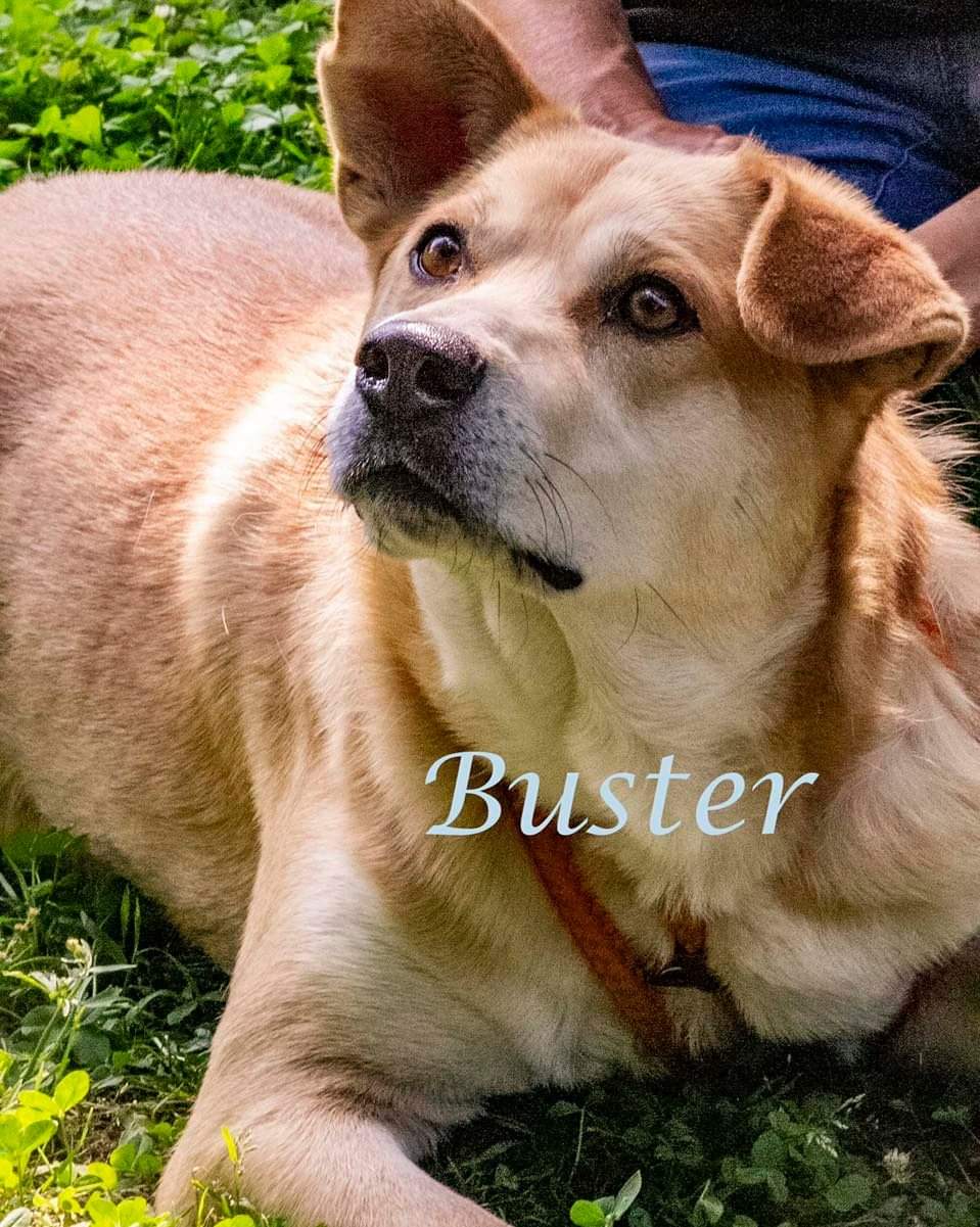 curious beige dog