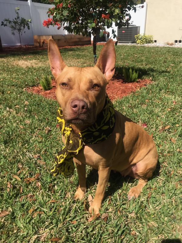 brown dog in grass