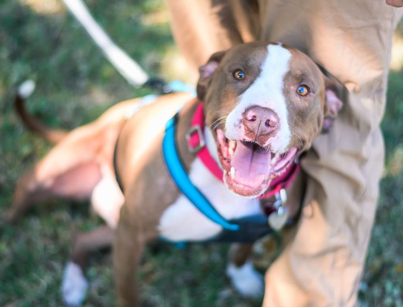 happy pitbull