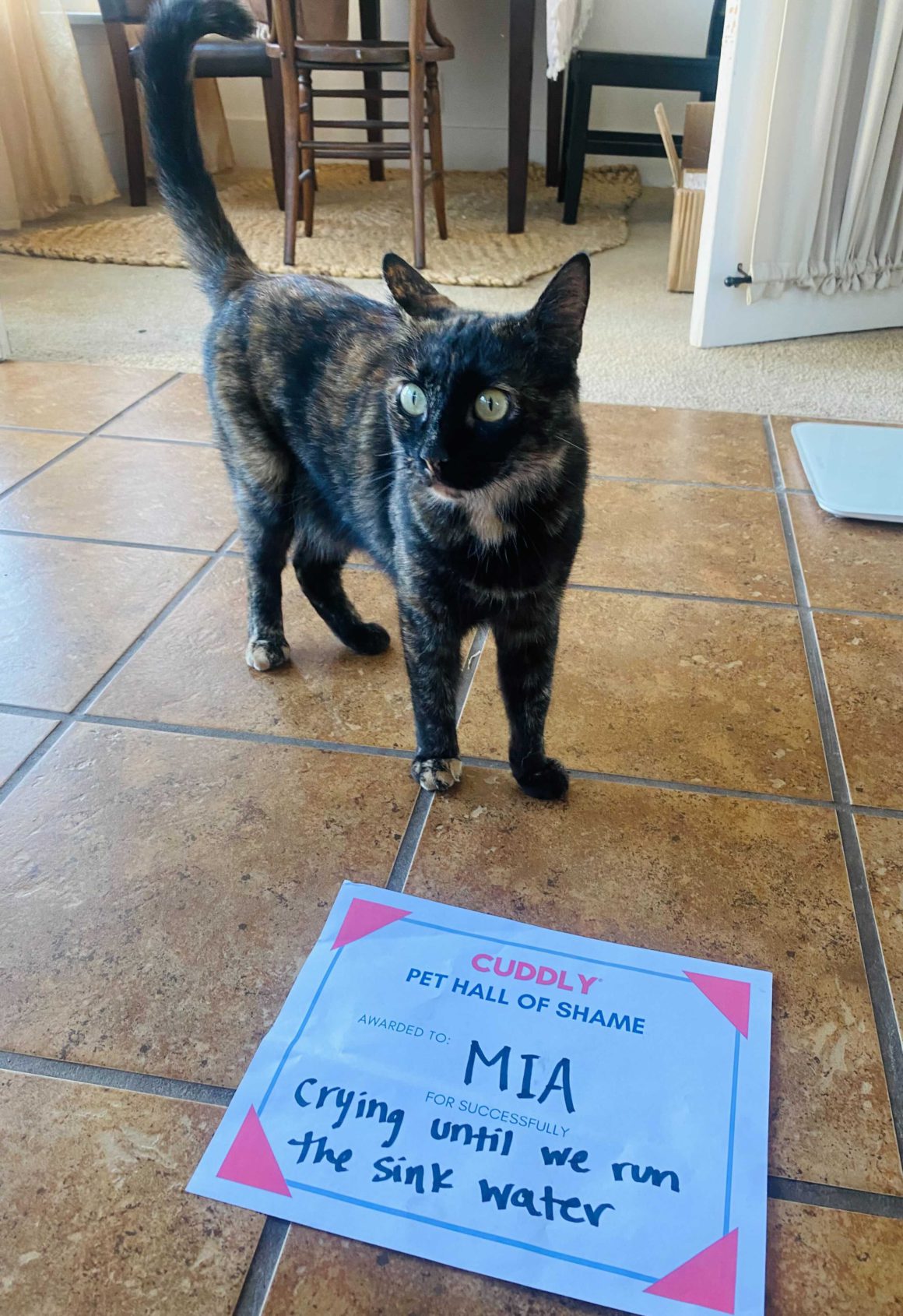 tortie cat being shamed