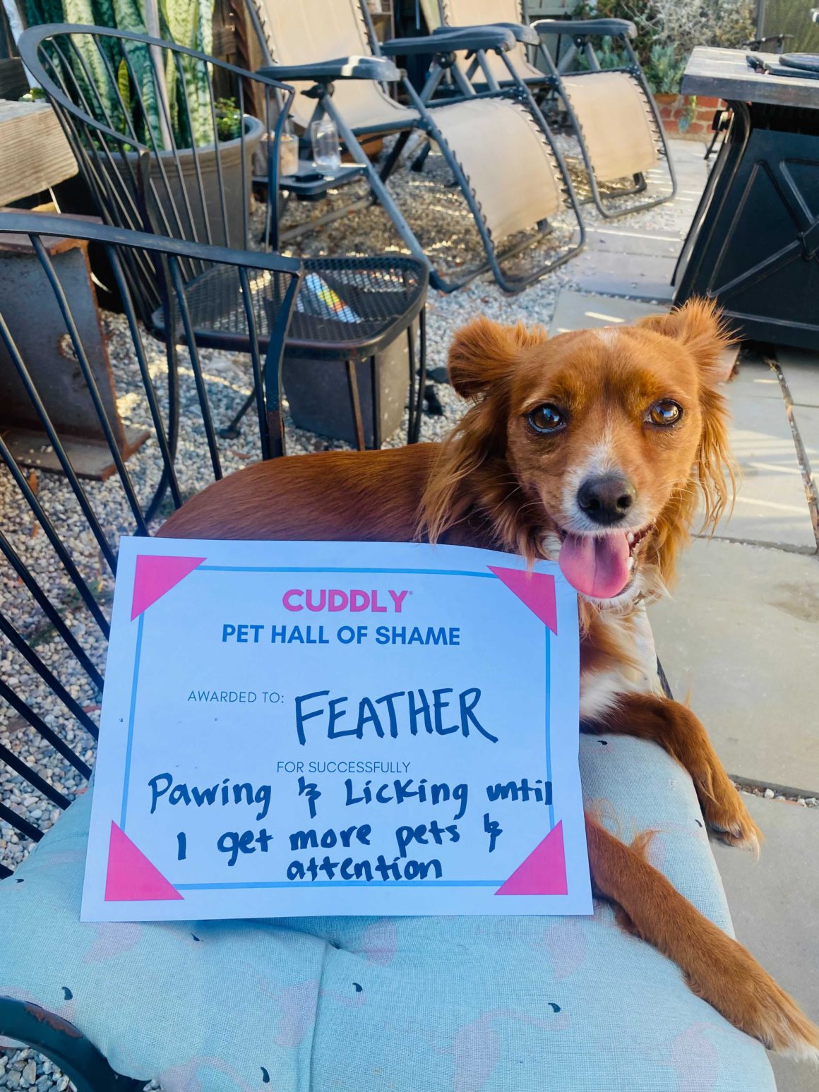 terrier being shamed