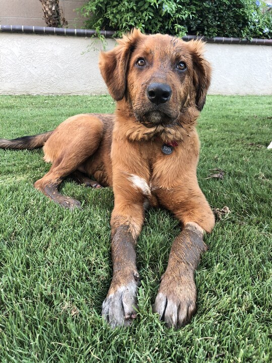 muddy puppy on grass