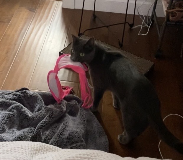 cat stealing bra