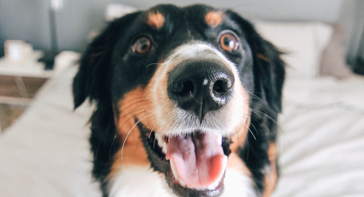 happy dog close up on bed
