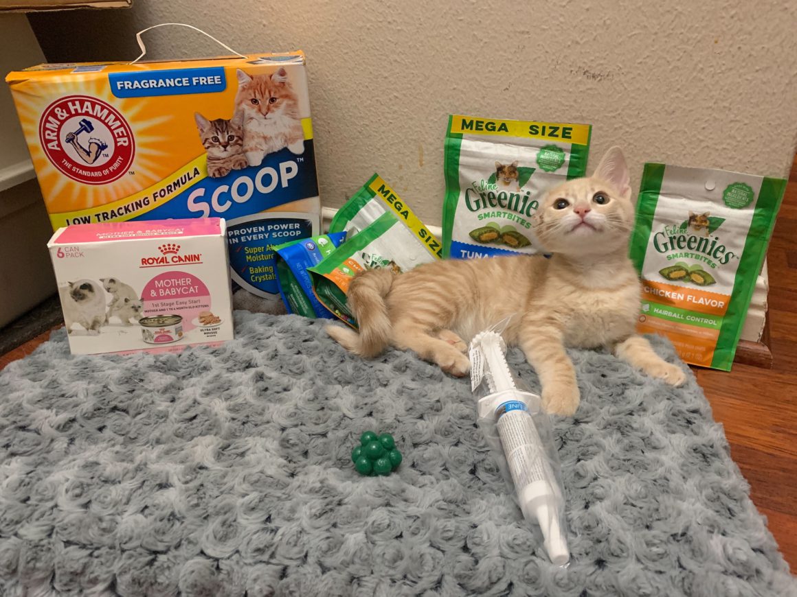 kitten with pet products