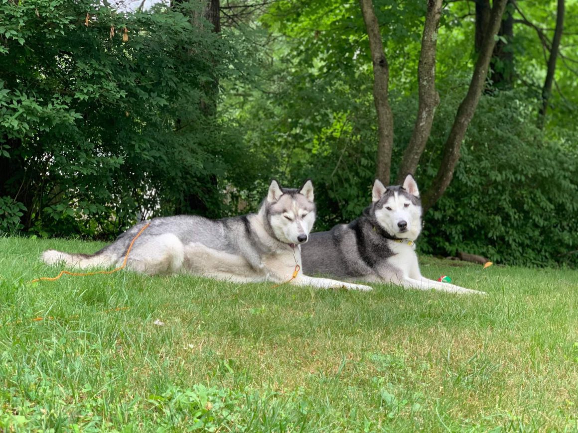 huskys on grass