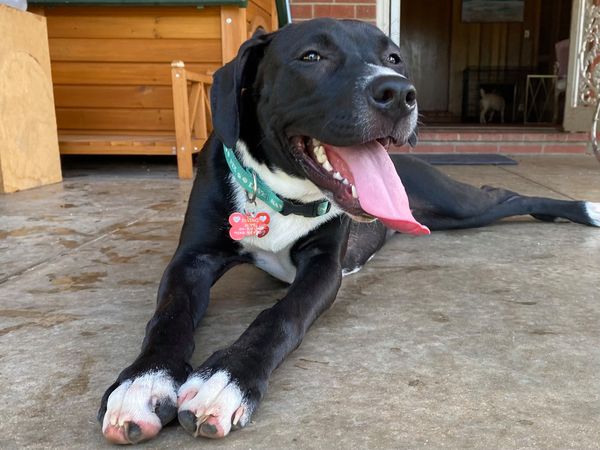 happy dog with tongue out