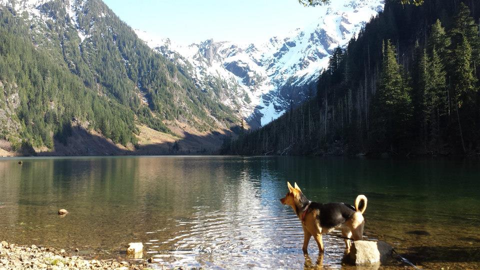 german shepherd in lake around mountains