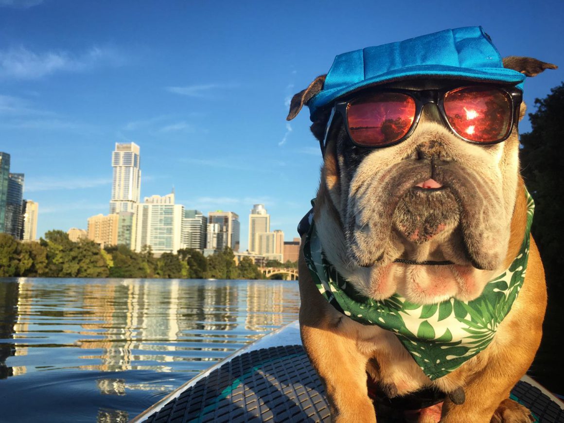 bulldog in sunglasses floating on river