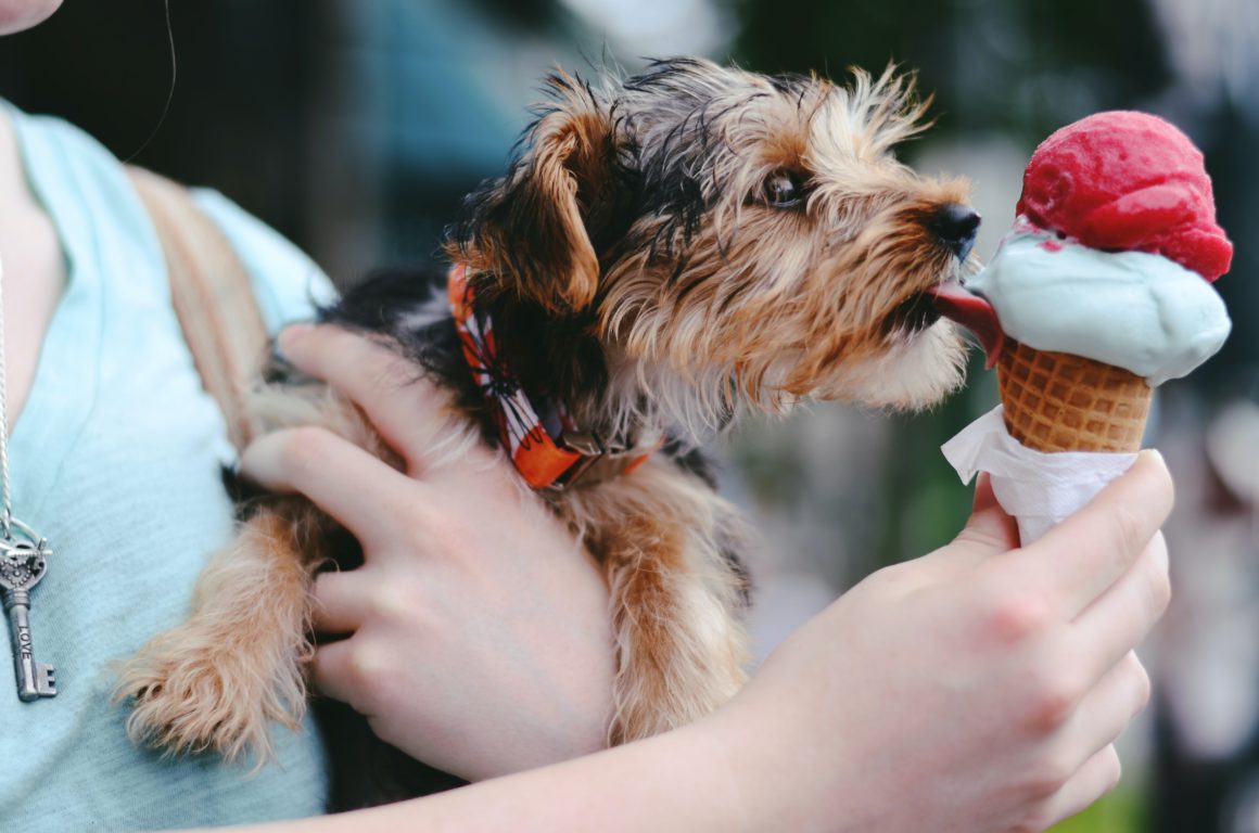 tiny dog eating ice cream