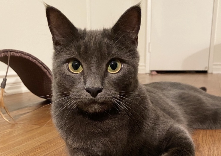 grey cat staring at camera