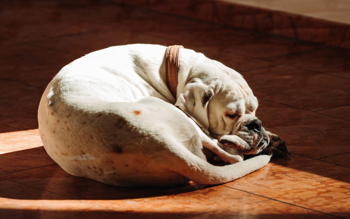 dog laying in sunlight