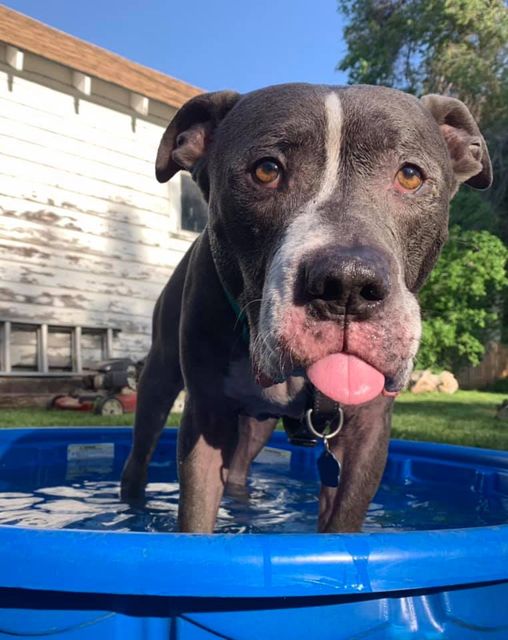 dog in pool with tongue out