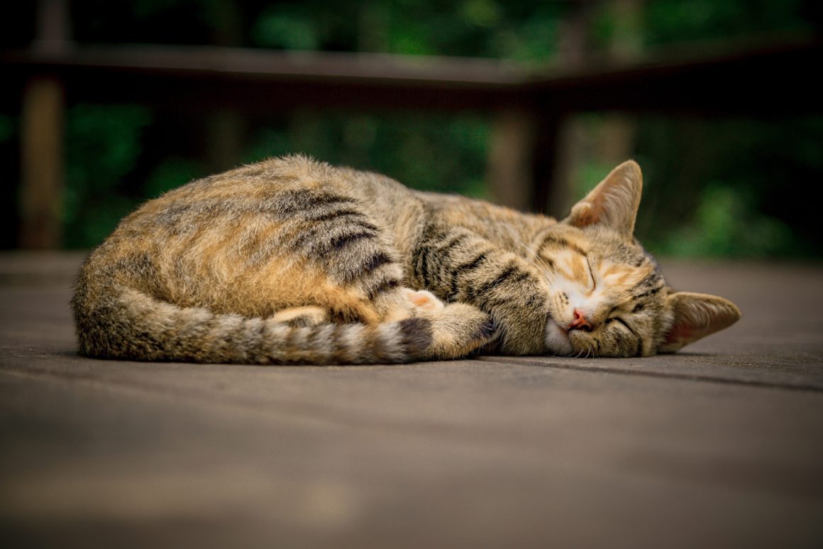 cat sleeping outside
