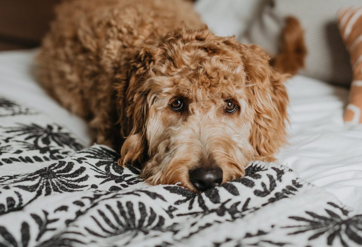 labradoodle on bed