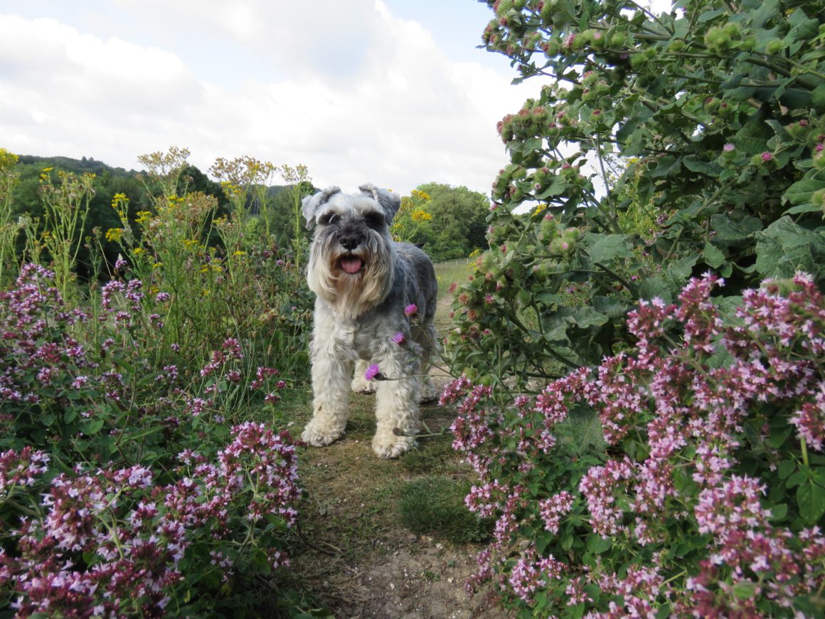 Schnauzer dog