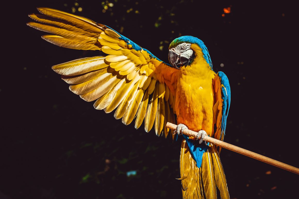 parrot holding out wing