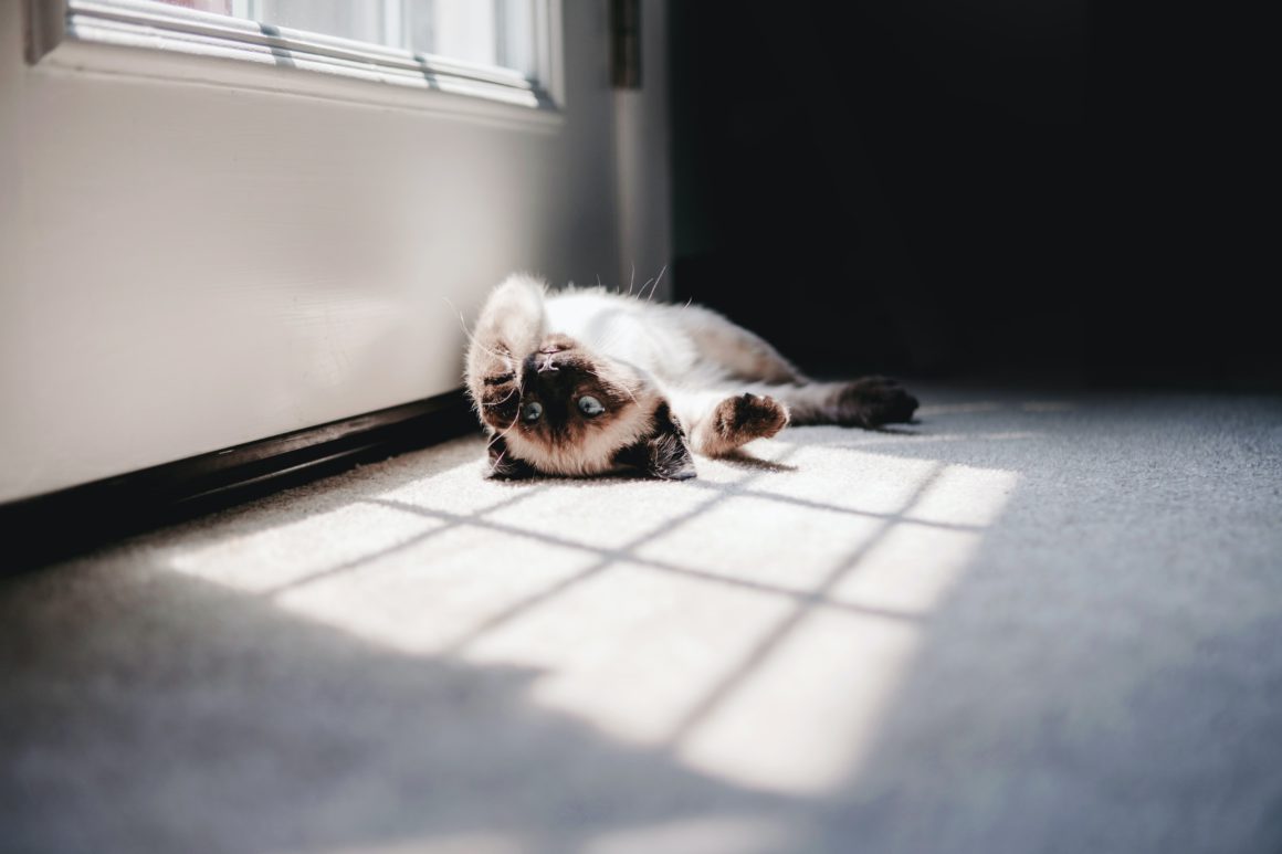 cat in sunlight