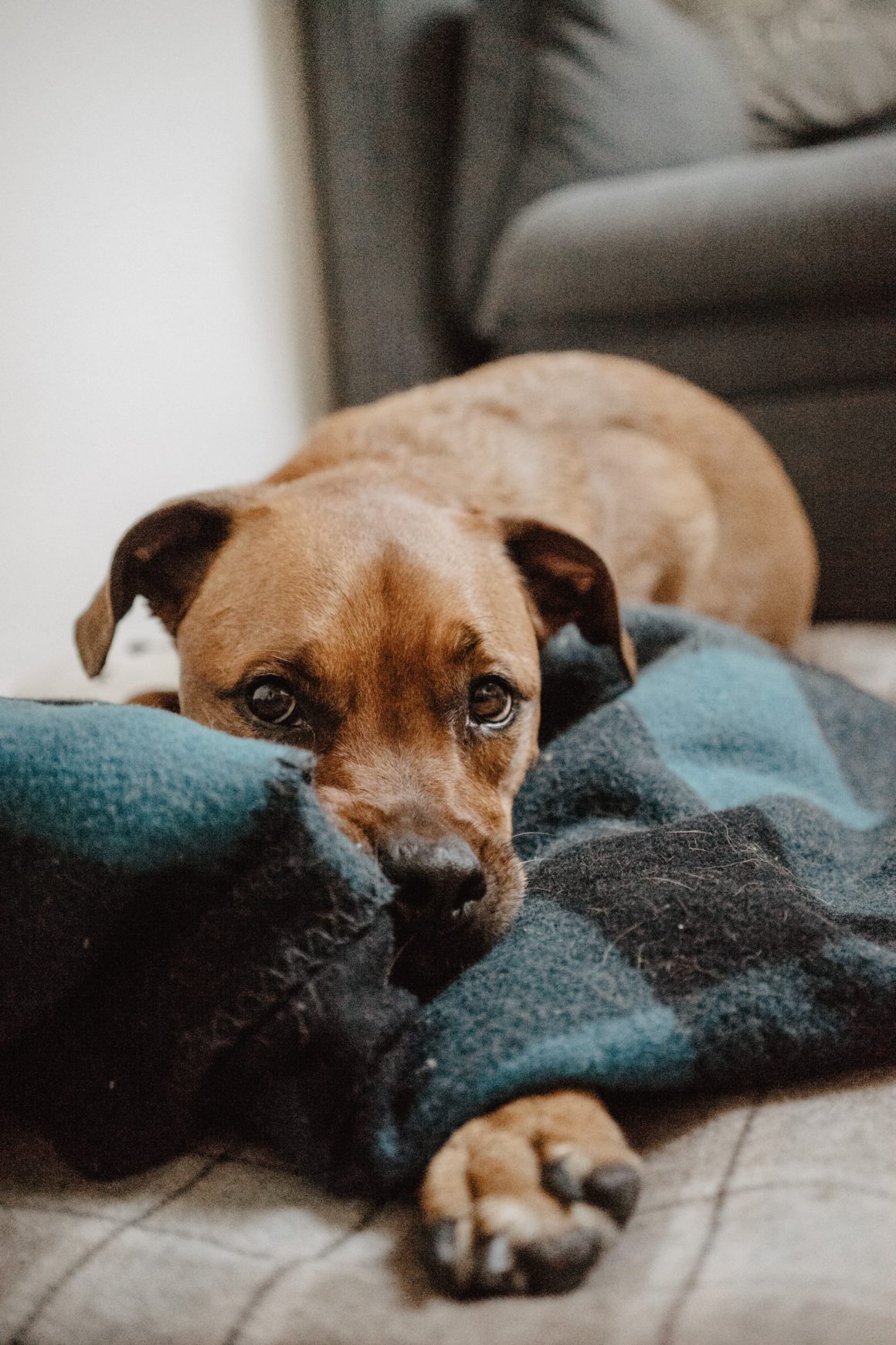 brown dog on green bed