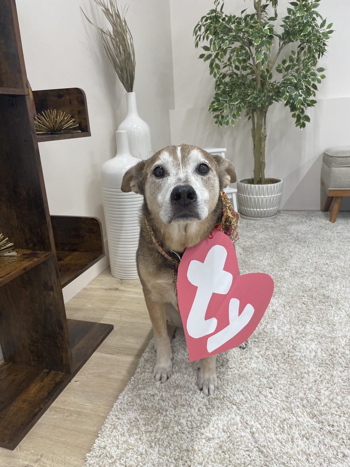 beanie baby dog costume