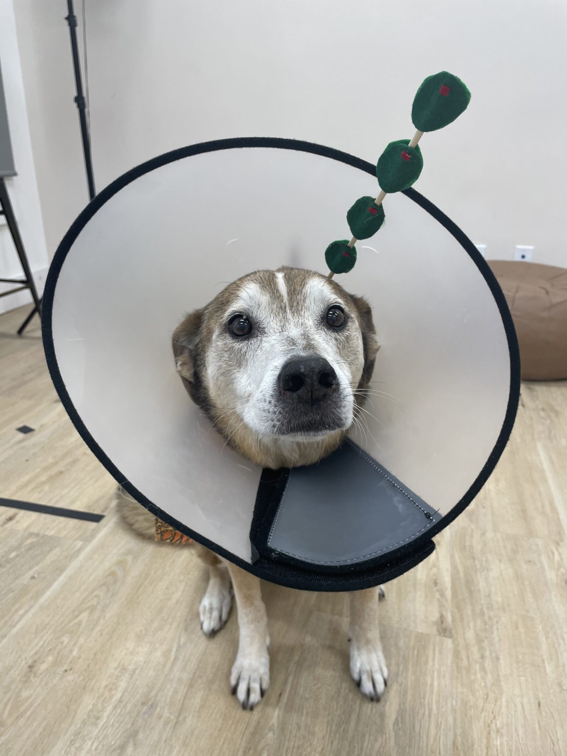 Martini cone outlet dog