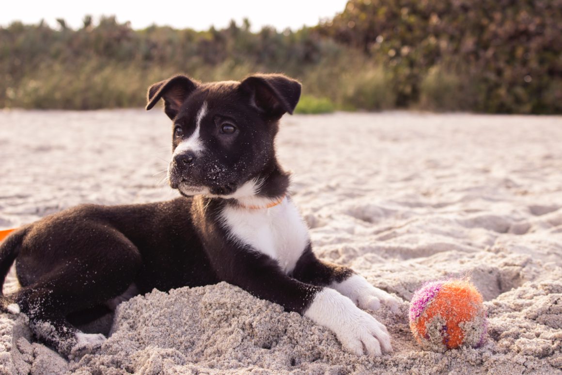 Dog on beach