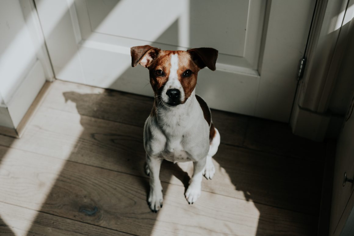 dog sitting by door