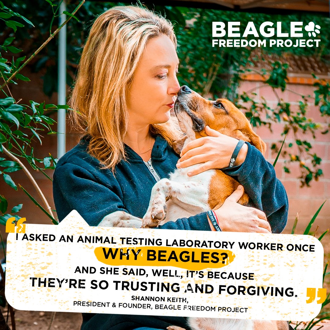 why are beagles tested on