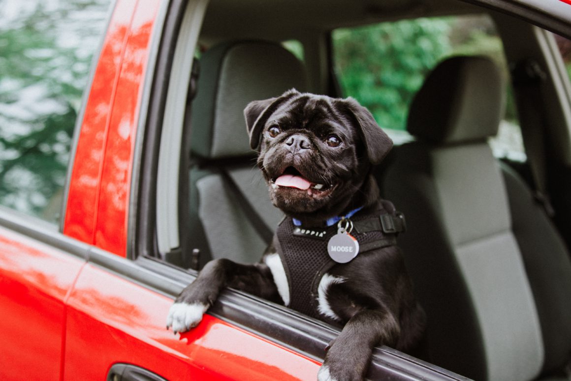 pug in car