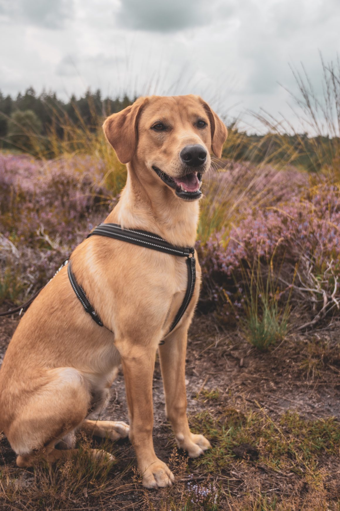 dog in harness