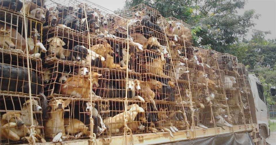 dogs in dog meat trade