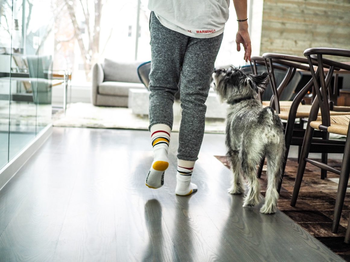 dog and person walking