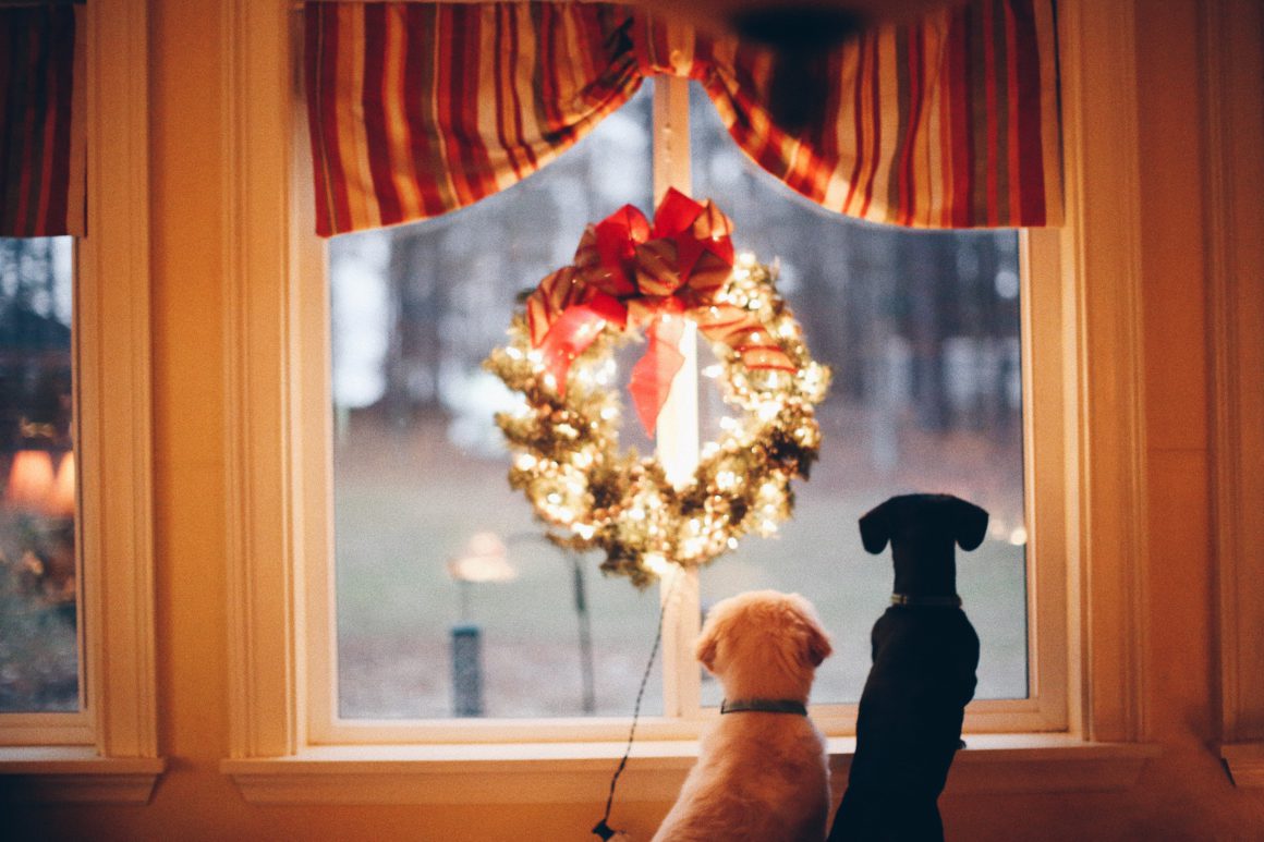 dogs by window