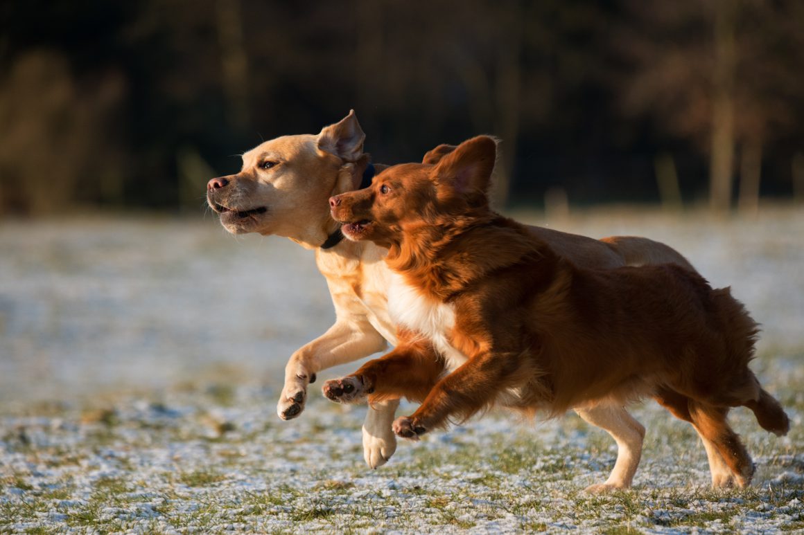 dogs running